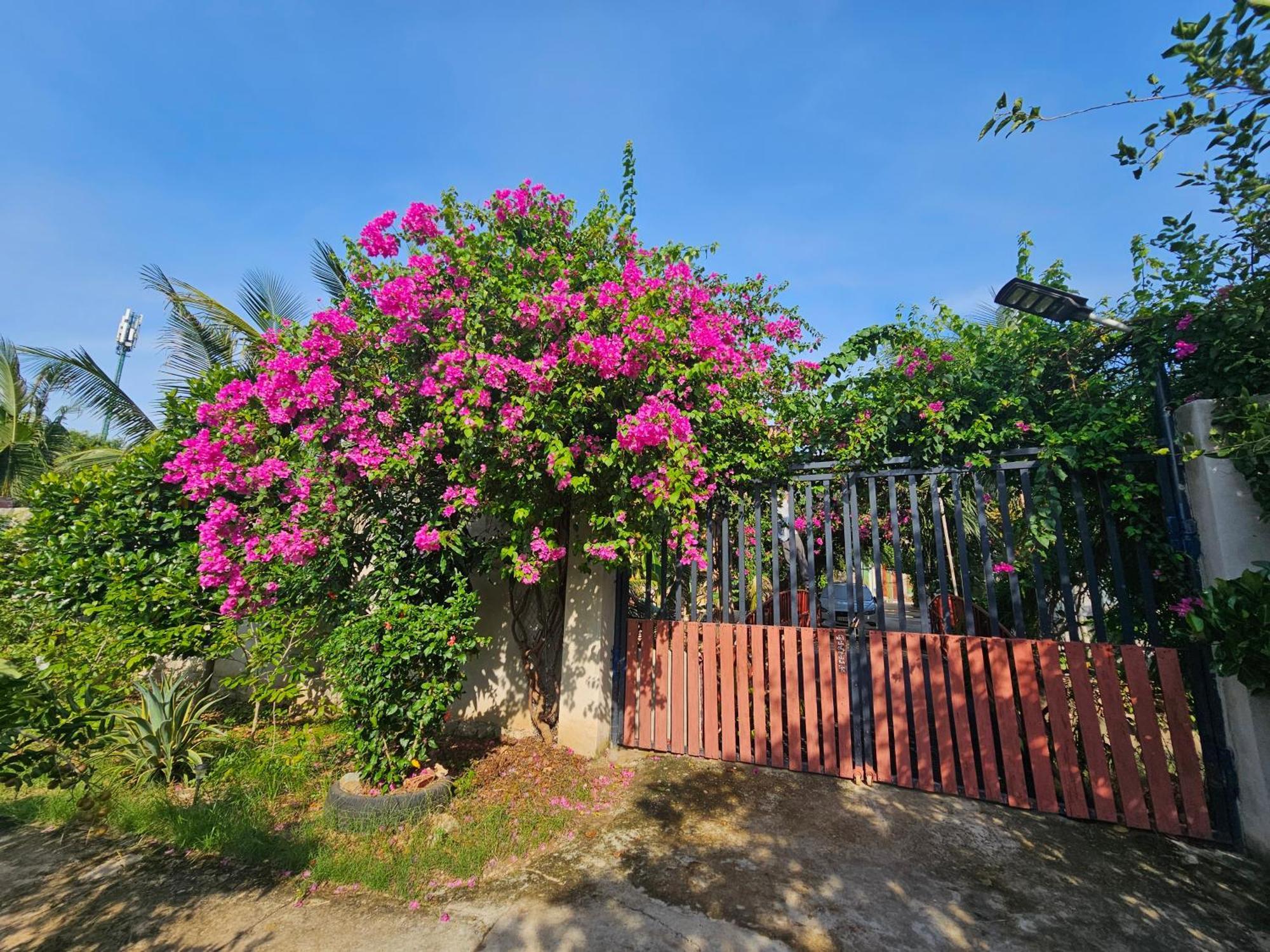 Homestay Sen & Zen Villa ブンタオ エクステリア 写真